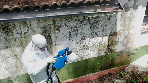 Top rated local Mold Removal specialists in Waynesboro, GA